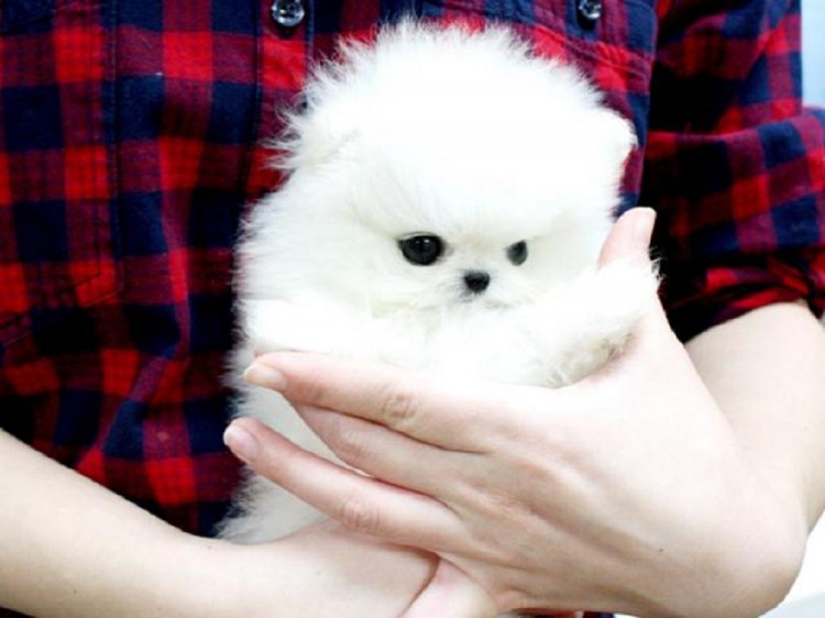 Pomeranian toy štěňata jsou připravena