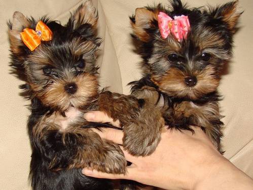 Little Yorkie štěňata k ADOPCI