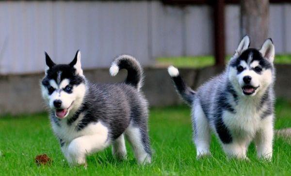 Modré oči štěňata sibiřského huskyho