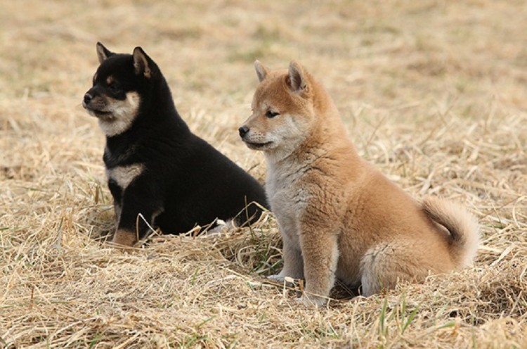 Rozkošná domácí štěňata Shiba Inu