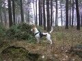 Buddy