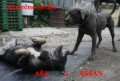 Aša a Assan