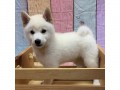 Zdravá štěňata Shiba Inu k adopci