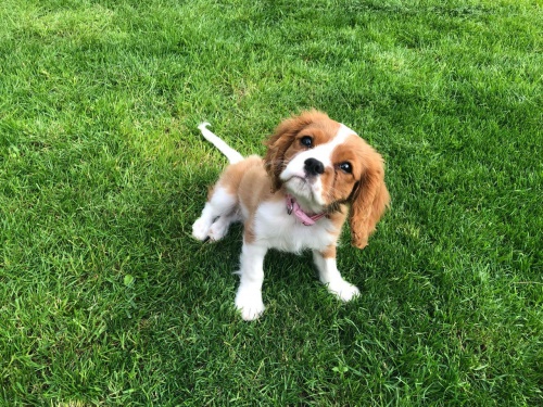 Kavalírský king Charles