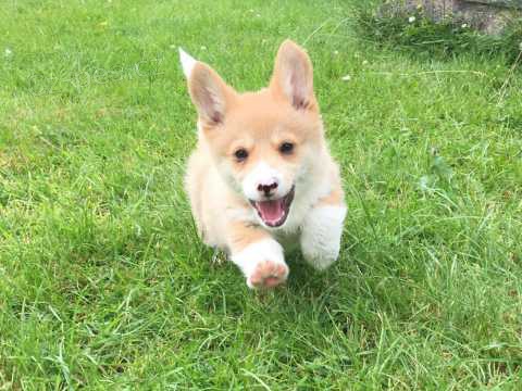 Úžasná 12 týdnů welsh Corgi Pembroke štěňata k dispozici ##