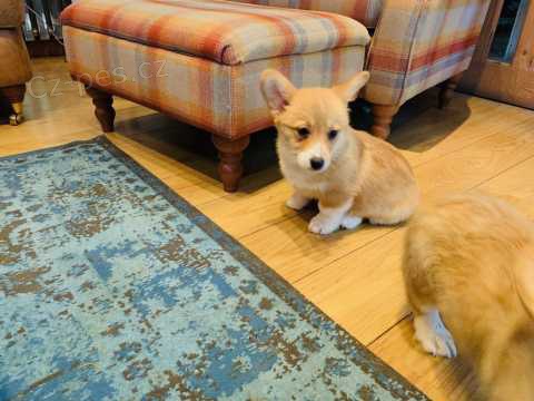 12 týdnů welsh Corgi Pembroke štěňata k dispozici xczzc