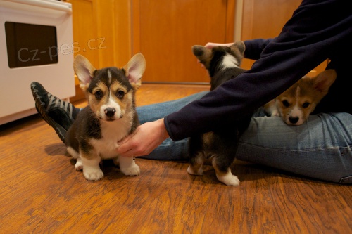 Velšský corgi Pembroke