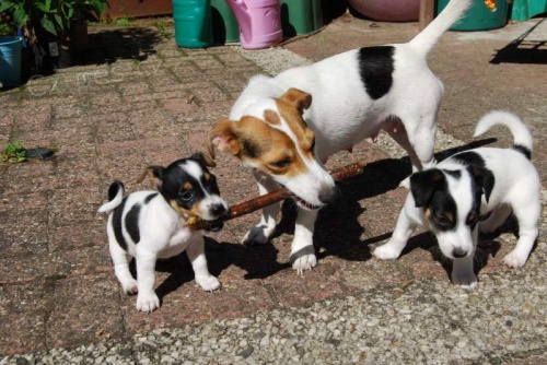 jack russell tata mu ena vstely oderven krtk nohy krtk srsti hnd a bl