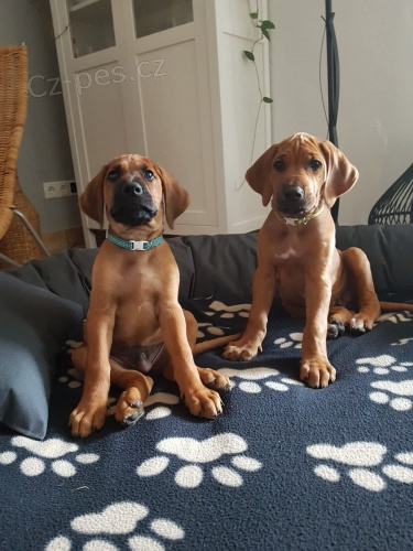 Štěňata rhodéských ridgebacků jsou jim 12 týdnů a všichni jsou očkováni. přicházejí se všemi papíry a doplňky
