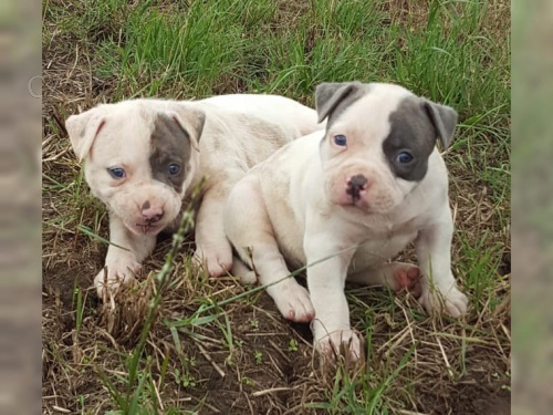 zdravá těňátka American Bulldog pro přijetí