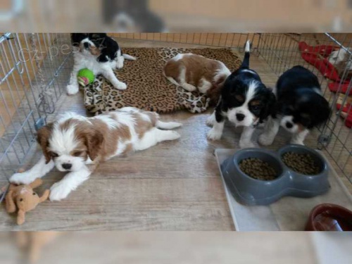 Kavalír King Charles španěl štěňata úžasný vrh 11 štěňat 2 holky chlapci tri a červené a bílé a červené a bílé holky všechny připravené na prodej, kc reg 1. vakcína mikročip, která byla vytěžena na královském psovi, bude plně odčervena.