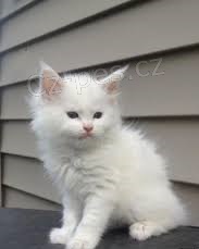 Ohromující koťata Maine Coon