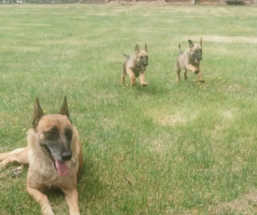 belgický ovčák malinois štěňata s rodokmenem připraven jít do nových domovů hned teď