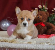 Zbývá už jen 2! Roztomilá štěňátka Corgi pembroke! Nyní máme štěňata čistokrevného plemene Corgi pro homing ... zdravá fena a pes pro milující domovy. Pro více informací o adopci