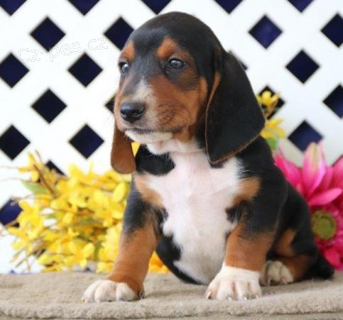 Basset Hound štěňata jsou k dispozici a připravena jít do svých domovů navždy. oni jsou aktuální na Vet kontrolované a deworming. Jsou z velkých krevních linií, plných energie a velmi hravé. Bylo provedeno první a druhé očkování.