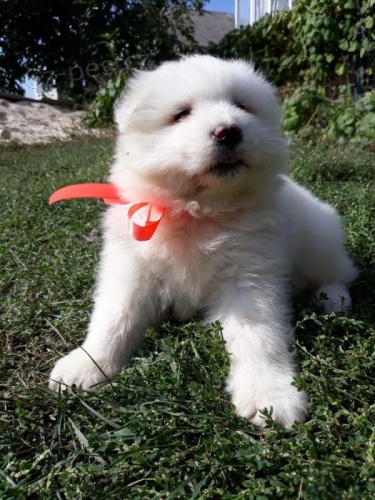 registrovaných samojed štěňat s úžasným rodokmenem, domácí,