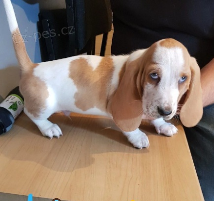 Domácí ,,,trénovaná štěňata,, Basset Hound 