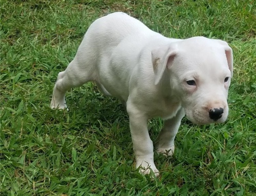 krásný 1 pes a 2 samice adoptovatelná štěňata dogo argentinska
