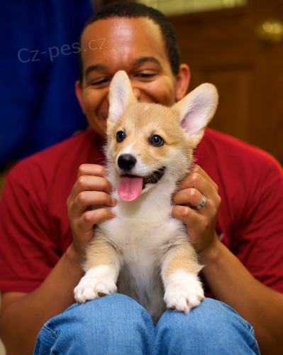 Krásné Pembroke Corgi štěňata