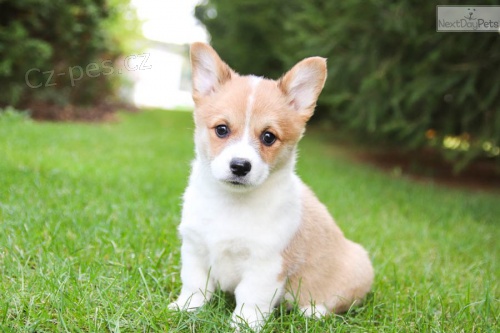 Registrovaná štěňata velšské Corgi Pembroke pro opětovné navádění