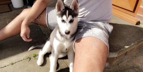 Nádherná sibiřská husky