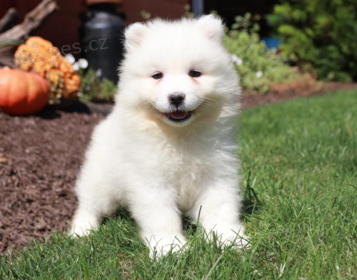 Dobrodružný Samoyed
