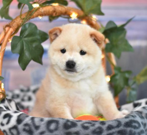 Štěňata Shiba Inu na prodej