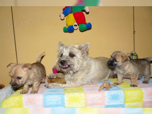 zdravá štěňata Cairn Terrier zoufale hledají nové domovy