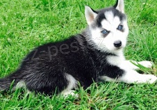 Štěňata sibiřského Husky