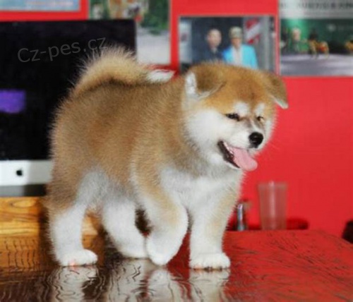 tata akita inu jsou k dispozici k adopci