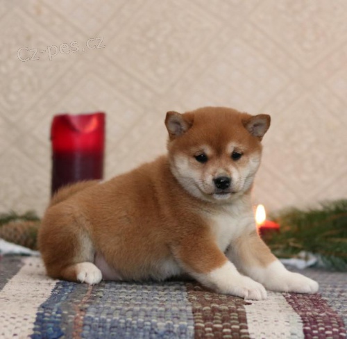 Milující Shiba Inu