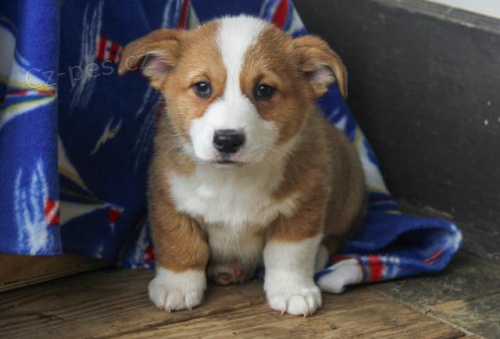 krásná čistokrevná štěňata Pembroke corgi Pes a fena K dispozici hledáme nový domov s mikročipem a rodokmenem jsou 3 měsíce staré s rodiči také za dárek ... E-mail ::::: brandonmba10@gmail.com