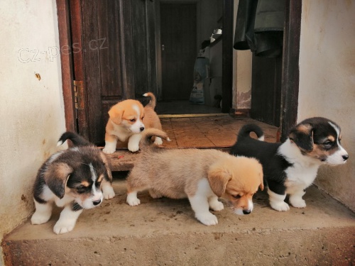 sladký velšský Corgi (Pembroke)