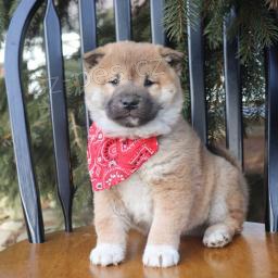 roztomilá štěňata Shiba Inu k adopci