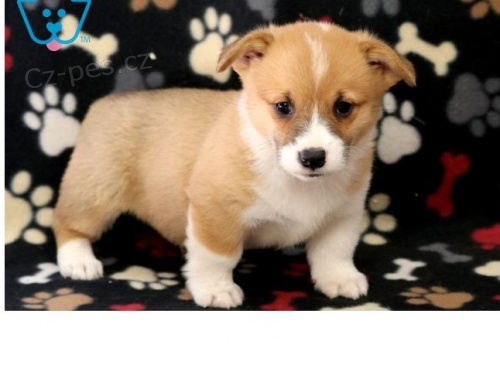 Welsh Corgi, Pembroke k opětovnému nastartování