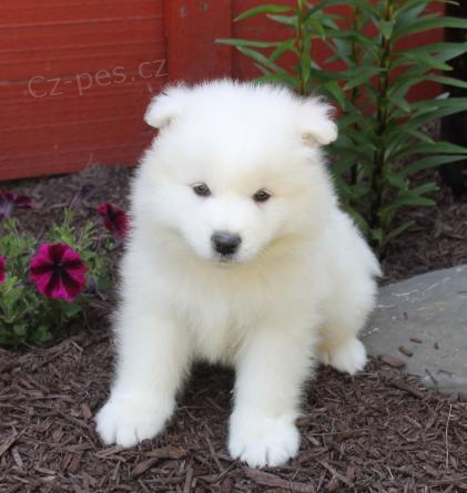 Samojed štěňata mmfd