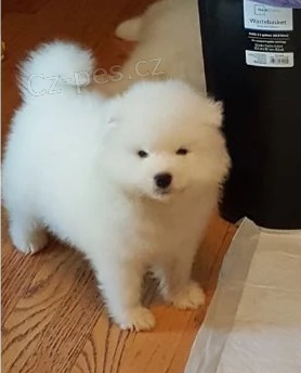 Samojed štěňata wsdsfg