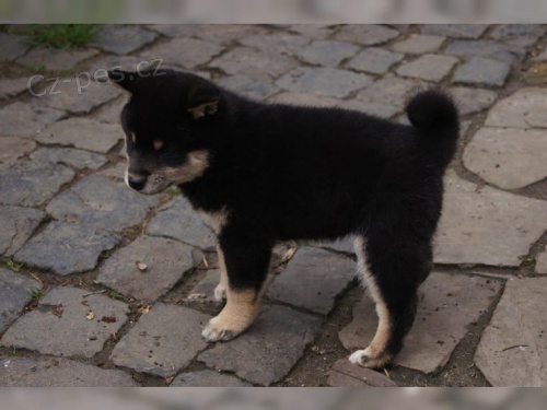 krásná štěňátka Akita Inu k adopci