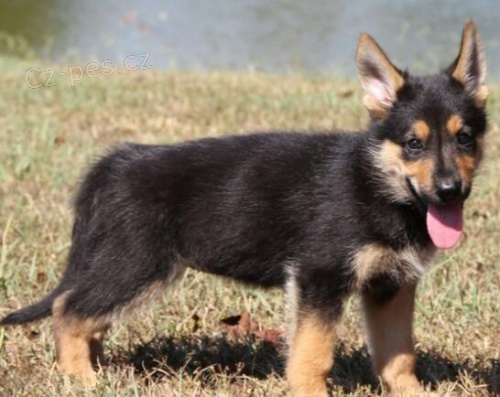 roztomilá štěňátka německého ovčáka k adopci