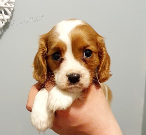 Kavalír King Charles