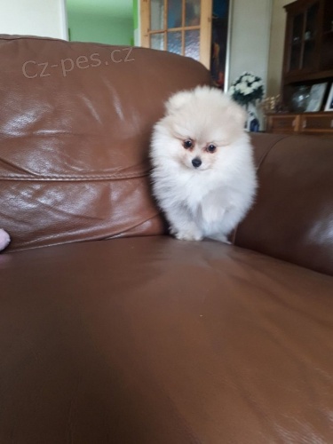 Pomeranianů