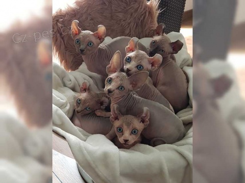 sphynx kočky pro nové domovy asap