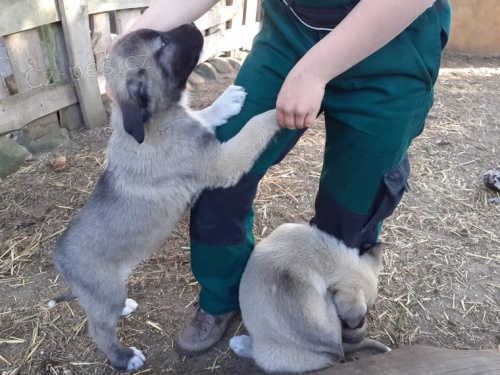 štěňata kangal hledající nové domovy
