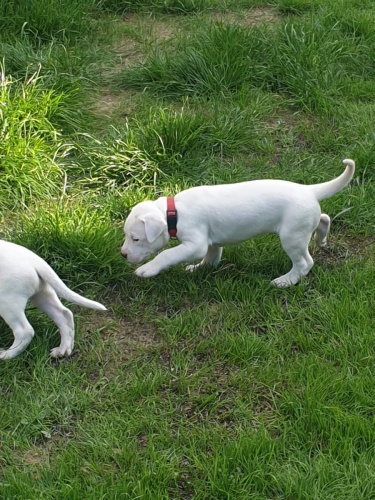 hravé štěňata Dogo Argentino