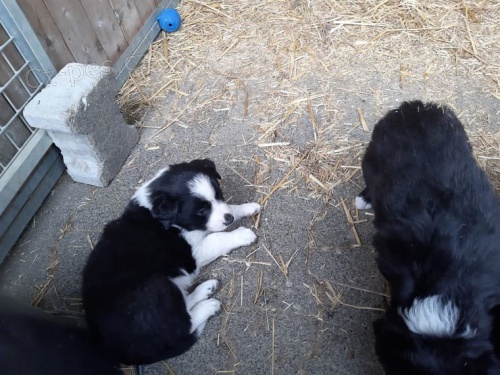 muž a žena Border Collie štěňata k dispozici