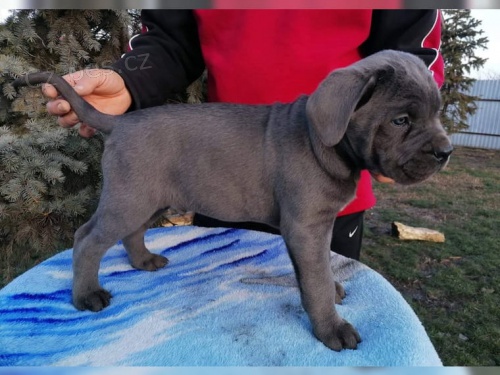 adoptovat štěně Cane Corso