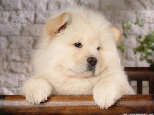 Chow chow    , záznamy veterináře a 1yr záruka genetického zdraví.