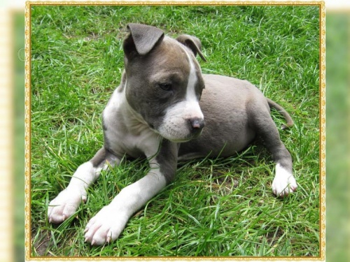 Štěňata Staffordshire Terrier, skvělí strážní psi pro vás