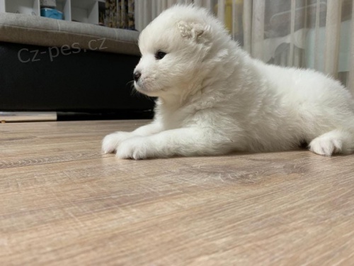 samojed chlupatá štěňátka k adopci