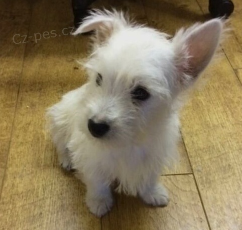 Roztomilá štěňátka z West Highland White Terrier